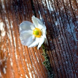 Meet your Posher, Elisa